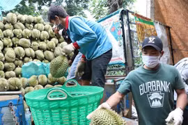 Cấp chứng nhận nhãn hiệu tập thể cho trái sầu riêng tươi Krông Pắc