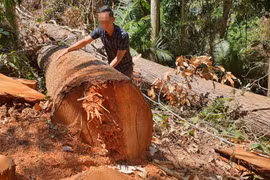 Kon Tum: Lâm tặc phá rừng Măng Đen lấy gốc, rễ cây làm tượng gỗ mỹ nghệ