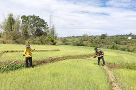 Chư Sê: Nông dân tập trung phòng trừ sâu bệnh cho lúa Đông Xuân