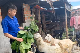 Bí thư Chi Đoàn làm kinh tế giỏi