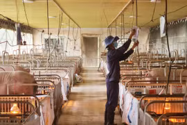 Gia Lai: Đầu tư 5 tỷ đồng nâng cấp chuồng trại chăn nuôi công nghệ cao