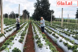 Lối đi riêng với dâu tây và phúc bồn tử của lão nông Mai Văn Ở