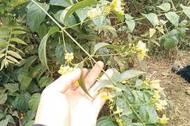 6 công nhân bị ngộ độc, 1 người tử vong sau bữa ăn có món rau rừng xào măng lẫn lá ngón