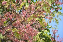 Tháng 3 mùa hoa ô môi khoe sắc