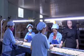 Nhà máy sản xuất ở Đắk Nông thiếu nhân công do nhiều người lao động mắc Covid-19