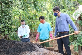 Đắk Lắk: Ngày trước những thứ này đem đốt bỏ, nay ủ làm phân bón, đúng là "nhất cử lưỡng tiện"