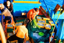 Bình Định: Một buổi đánh bắt gần bờ, thu từ 200 kg đến 1 tấn cá, ruốc