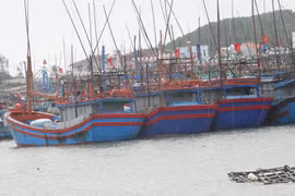Quảng Ngãi: Hàng trăm tàu cá nằm bờ không ra khơi, chờ giá nhiên liệu xuống