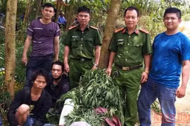 Phát hiện nhóm đối tượng trồng cây thuốc phiện ở Phú Yên