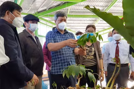 Bảo vệ thương hiệu sâm Ngọc Linh: Đưa Quốc bảo ra thế giới