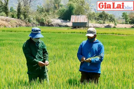 Mang Yang: Hỗ trợ đồng bào dân tộc thiểu số phát triển sản xuất