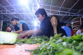 Giặc trà: Loạn trà