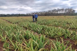 Trồng cây lạ ở Đắk Lắk, làm cây cảnh không phải, ăn như rau cũng không, thế làm gì mà bảo cung không đủ cầu?