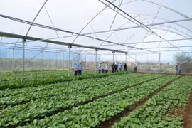 Đak Pơ: Hội thảo đầu bờ mô hình xây dựng nhà màng sản xuất rau an toàn