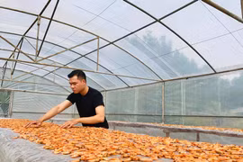 9X gác bằng đại học kiến trúc, về quê nuôi tôm rừng, thu nhập khấm khá