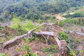 Khởi tố 11 đối tượng tham gia phá 14.000m² rừng ở Kon Tum