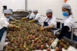 DOVECO Gia Lai khẳng định thương hiệu tại châu Âu