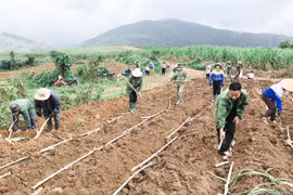 Gia Lai: Thành lập 3 đoàn kiểm tra kết quả thực hiện Đề án 61