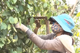 Nông dân phấn khởi vì hồ tiêu được mùa, giá cao