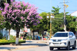 Cửa ngõ phía Nam Lâm Đồng rực rỡ bằng lăng tím