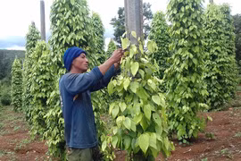 Đức Cơ: Nhiều giải pháp hỗ trợ hộ nghèo