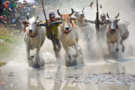 Đặc sắc Lễ hội đua bò Bảy núi tỉnh An Giang