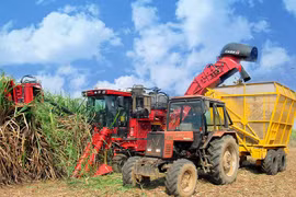 Kbang: Cánh đồng mía lớn mang lại thu nhập ổn định