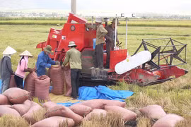 Thí điểm 12 trí thức trẻ làm việc tại hợp tác xã nông nghiệp