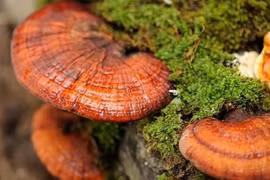 BN cấp cứu vì uống nấm linh chi,tiết lộ ngã ngửa từ BS đông y