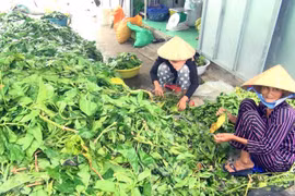 Cà Mau: Chủ tịch tỉnh lên tiếng vụ thu mua lá nhàu bất thường