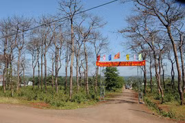 Pleiku: Hàng chục cây thông đồng loạt chết khô