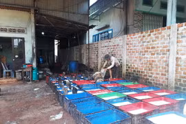 Gia Lai:Dân than phiền vì mùi hôi từ các cơ sở chế biến mủ caosu