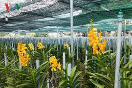 Thanh niên Đà Nẵng trồng hoa lan Mokara lãi 2 tỷ đồng/năm