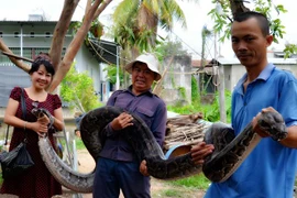 Cặp trăn 'cưng' khổng lồ ở Ayunpa