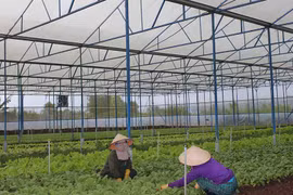 Gia Lai cung cấp 7.000 tấn rau quả cho thành phố Đà Nẵng