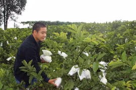 Thu tiền tỷ từ vườn cây tổng hợp