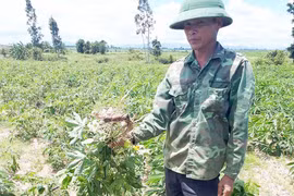 Ia Pa: Tập trung phòng trừ bệnh khảm lá vi rút hại mì