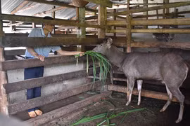 Nuôi nai lấy nhung cho thu nhập khá
