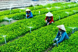 Chất xám - Nguồn lực của hợp tác xã nông nghiệp