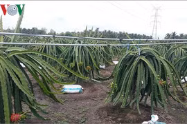 Cắt nhầm dây điện, 1 phụ nữ tử vong