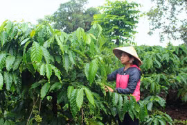 Nỗi niềm sơn nữ: Lối mòn ở buôn làng vùng sâu