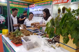 Chợ phiên sâm núi Ngọc Linh thu 4,2 tỷ đồng