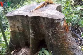 Đình chỉ công tác 2 Trạm trưởng liên quan vụ phá rừng