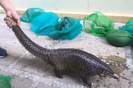 Phát hiện đường dây mua bán động vật hoang dã quý hiếm liên tỉnh