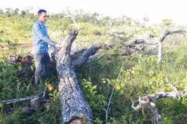 "Đại phẫu" các ban quản lý rừng-Kỳ 1: Rừng mất,đất lâm nghiệp bị xâm chiếm