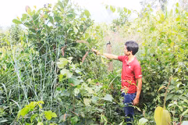 "Đại phẫu" các ban quản lý rừng-Kỳ 2: Nhiều sai phạm về tài chính