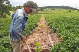 Kông Chro: Nông dân quay lại với cây điều