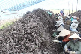 Trung Quốc ngừng mua khoai lang, Vĩnh Long "cầu cứu" Bộ Nông nghiệp