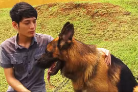 Kiếm tiền tỉ từ 'chó chiến', chó cưng