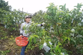 Những điển hình phụ nữ làm giàu trên vùng đất khó Kông Chro